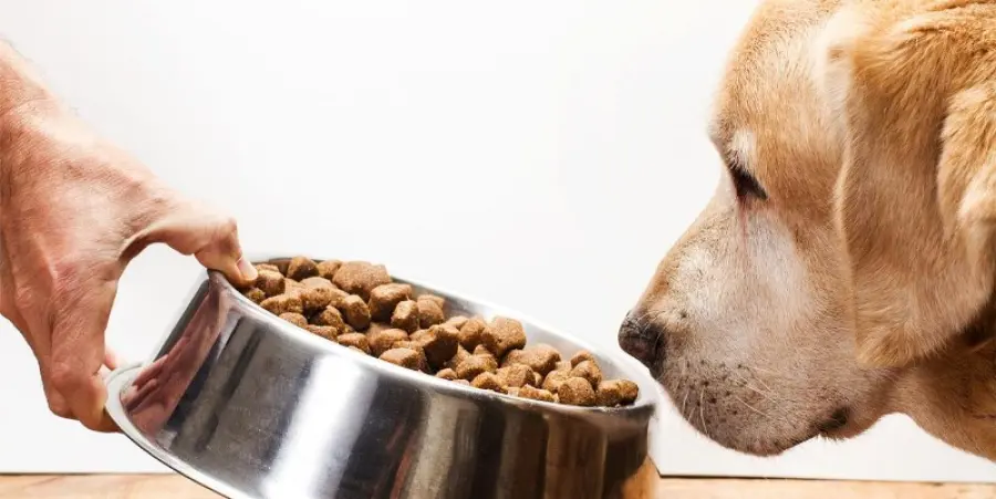 Cibi a cui prestare attenzione per proteggere la salute del tuo cane