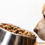 Cibi a cui prestare attenzione per proteggere la salute del tuo cane