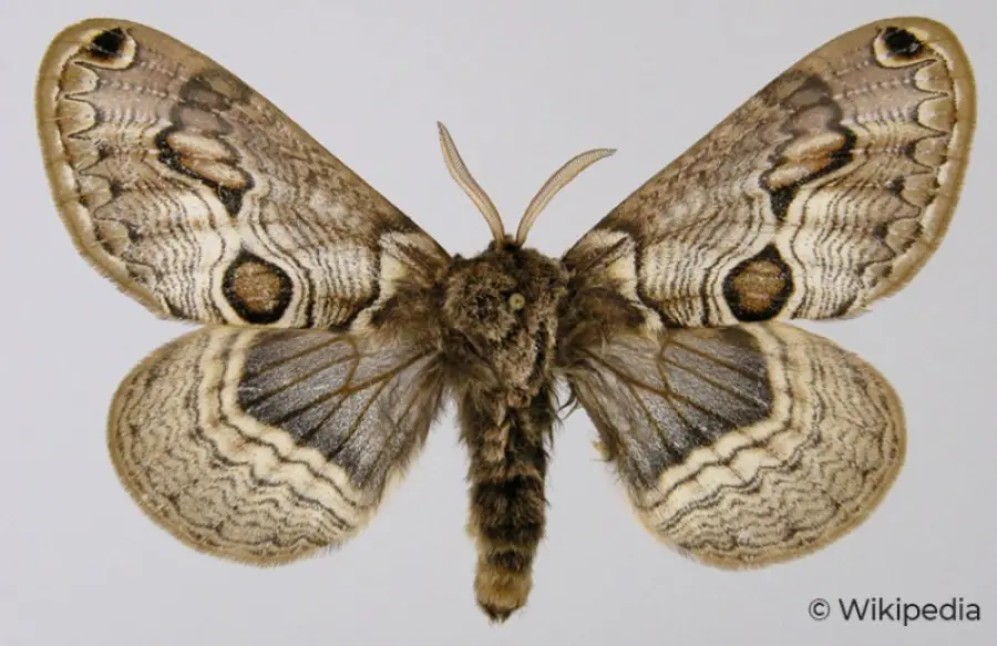 Brahmaea Europaea (vulture): orgoglio Lepidotterologico italiano