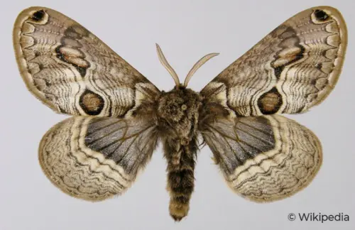 Brahmaea Europaea (vulture): orgoglio Lepidotterologico italiano