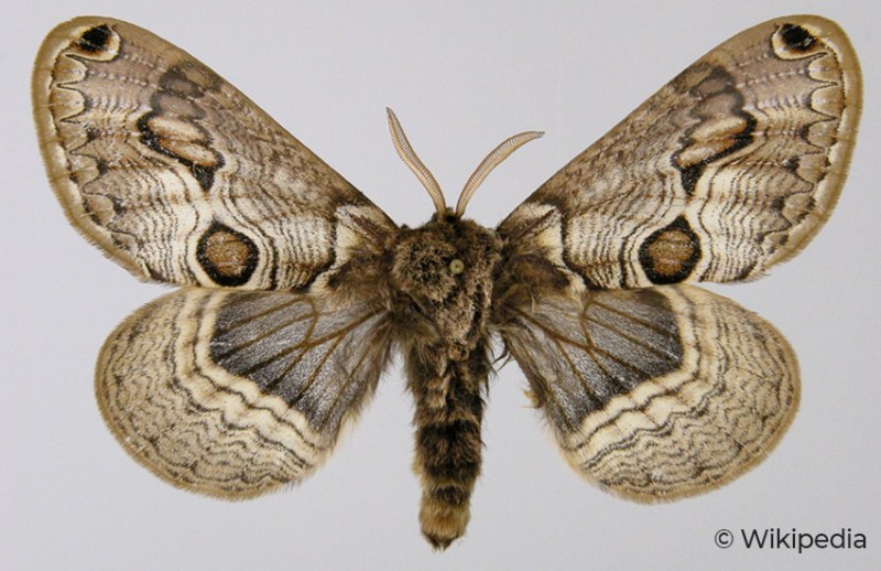 Brahmaea Europaea (vulture): orgoglio Lepidotterologico italiano