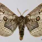 Brahmaea Europaea (vulture): orgoglio Lepidotterologico italiano