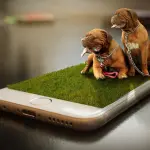 Le app ideali per chi ha cani e gatti: ecco quali sono
