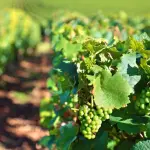 Vino biodinamico, qual è la differenza?