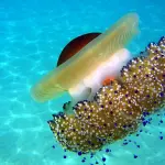 Organizza un bellissimo tour subacqueo a Rimini!