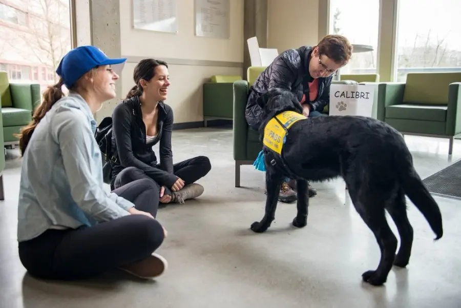 Come scegliere il cane per fare pet therapy