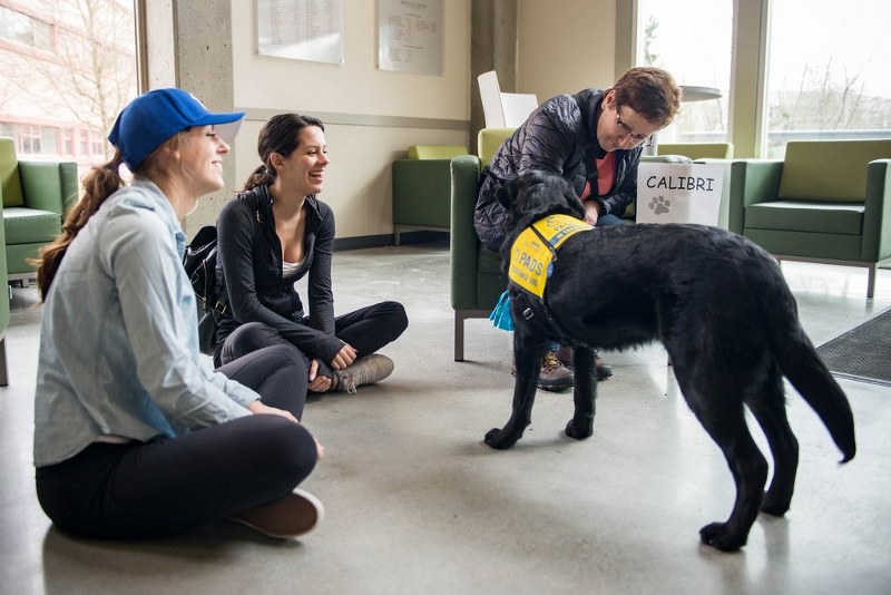 Come scegliere il cane per fare pet therapy