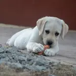 Il cane può mangiare le patate? ecco quello che devi sapere prima di dare le patate al cane