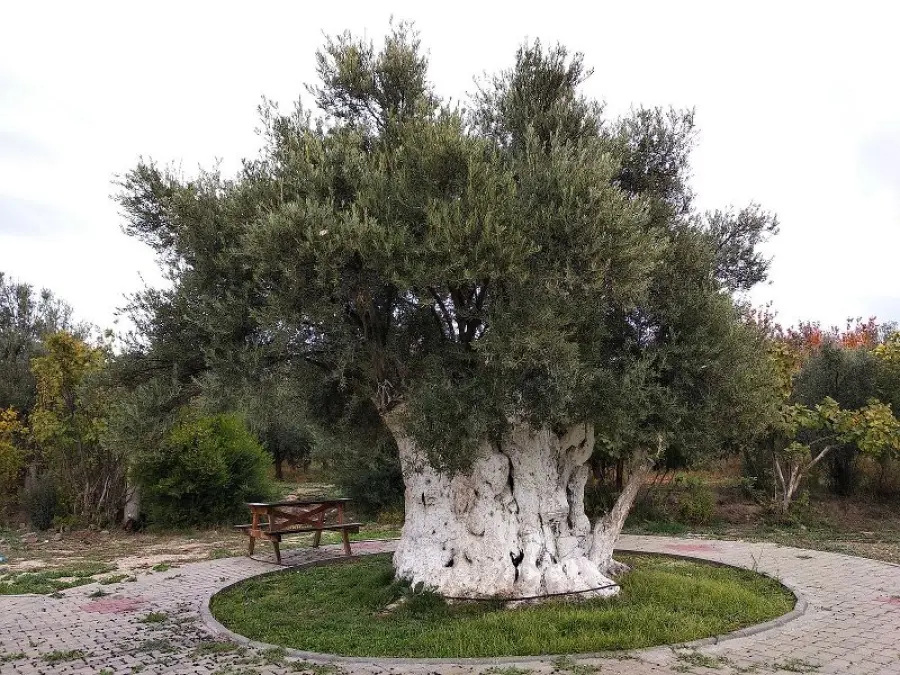Alberi monumentali: dove trovarli in Italia