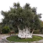 Alberi monumentali: dove trovarli in Italia