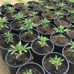 Come coltivare piante autofiorenti in vaso outdoor